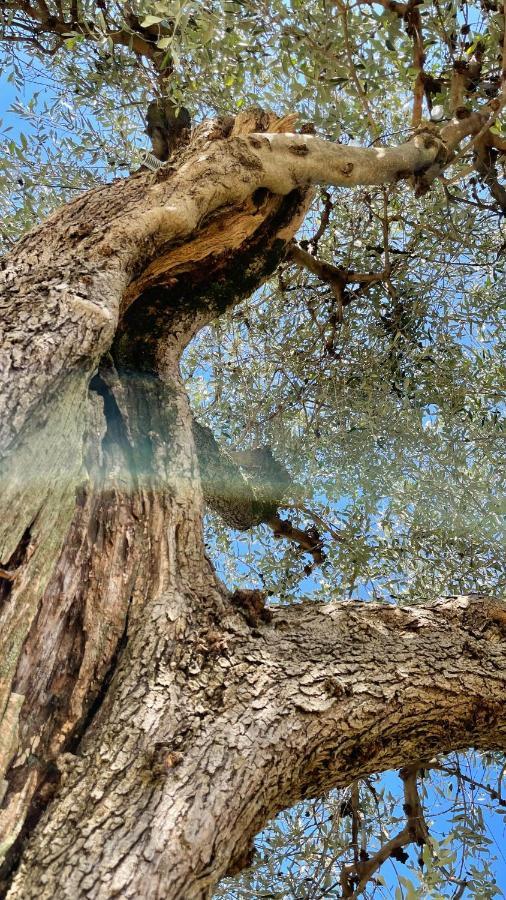 Foglie D'Argento Βίλα Moneglia Εξωτερικό φωτογραφία